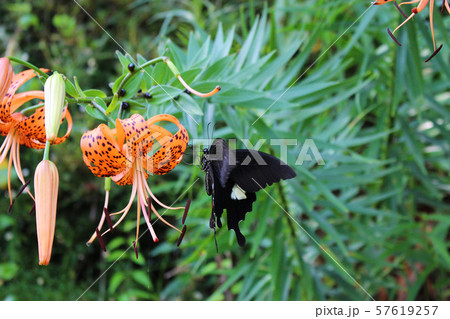 オニユリの花の蜜を吸うモンキアゲハ 57619257