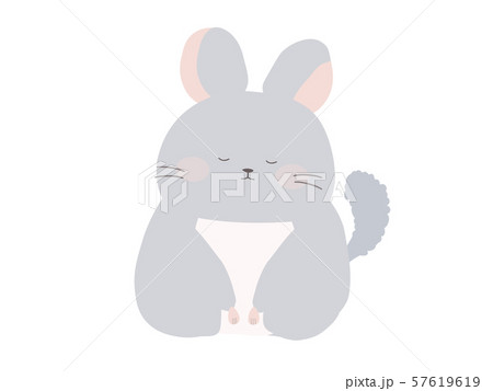 お辞儀するチンチラ 57619619