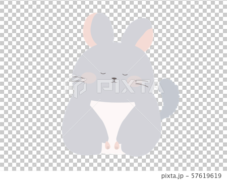 お辞儀するチンチラ 57619619