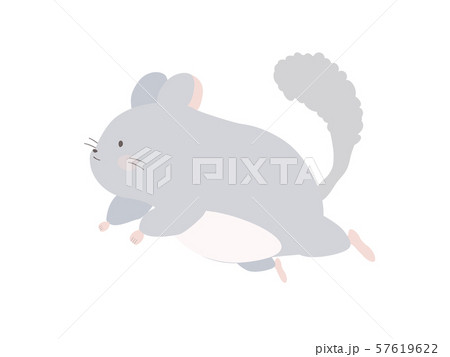 ジャンプするチンチラ 57619622