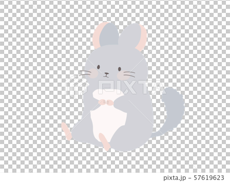 おすわりするチンチラ 57619623