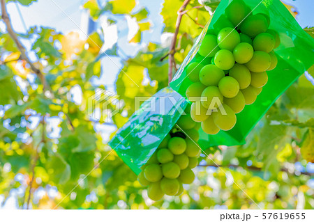 シャインマスカットのぶどう棚　山梨県勝沼ぶどう郷 57619655