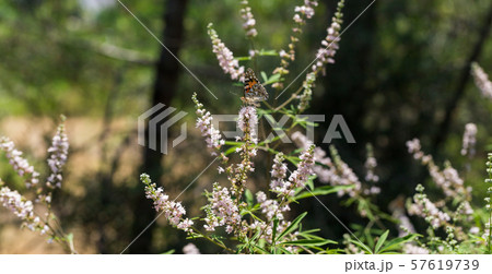 Purple vitex tree 57619739
