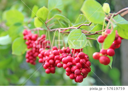 Row of ripe fruits of red schizandra with green 57619759