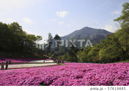 早朝の羊山公園芝桜の丘と武甲山(埼玉県秩父市) 早朝の羊山公園芝桜の丘と武甲山(埼玉県秩父市) 57619885