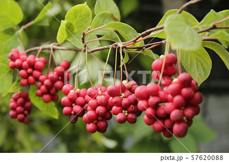 Ripe fruits of red schizandra with green leaves 57620088