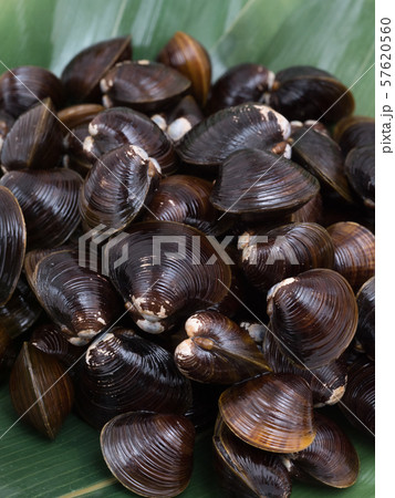 シジミ　北海道網走湖産 57620560