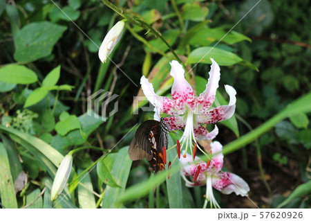 カノコユリの花の蜜を吸うモンキアゲハ 57620926