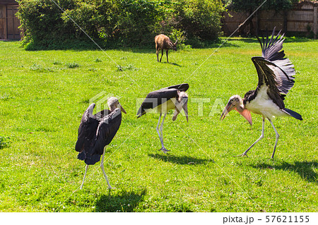 African birds. Stork Marabou in the summertime African birds. Stork Marabou in the summertime 57621155