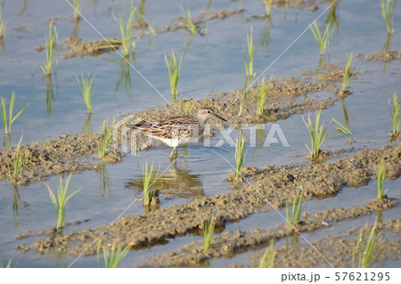 ウズラシギ 57621295