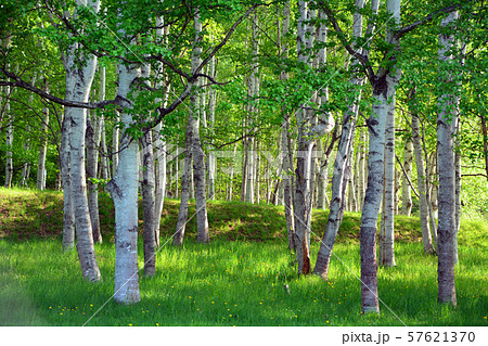 しらかんば林 57621370