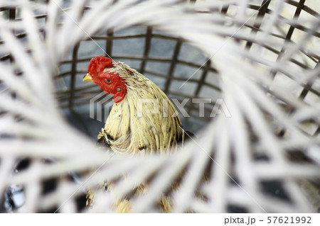 Chicken in bamboo circles Chicken in bamboo circles 57621992