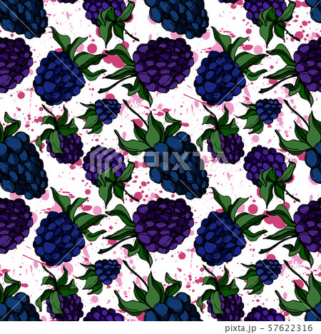 Vector Blackberry healthy food. Black and white engraved ink art. Seamless background pattern. Vector Blackberry healthy food. Black and white engraved ink art. Seamless background pattern. 57622316