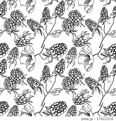 Vector Blackberry healthy food. Black and white engraved ink art. Seamless background pattern. 57622318