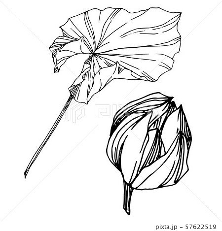Vector Lotus floral botanical flower. Black and white engraved ink art. Isolated lotus illustration Vector Lotus floral botanical flower. Black and white engraved ink art. Isolated lotus illustration 57622519