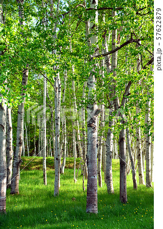 しらかんば林 しらかんば林 57622879