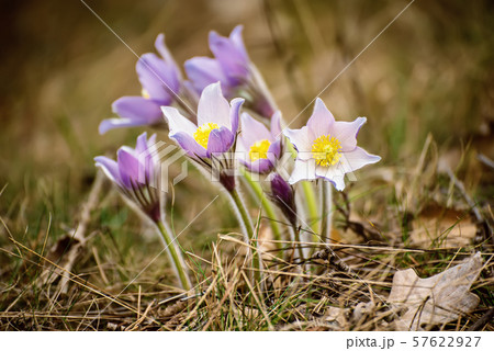 Pasque-flower in nature Pasque-flower in nature 57622927