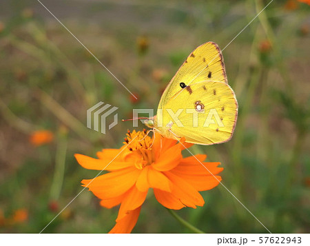 花と蝶　モンキチョウ 57622943