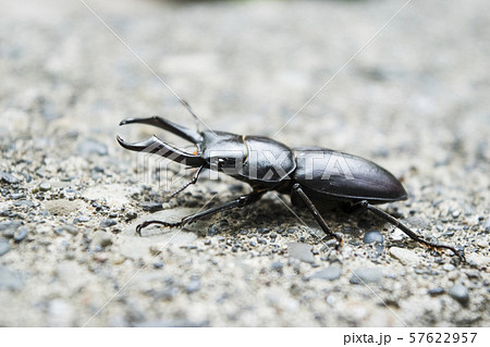 クワガタ クワガタ 57622957