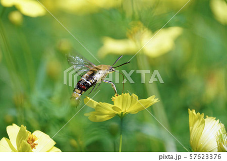 ホウジャク 57623376