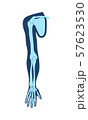 Clavicle collar bone , scapula shoulder blade , humerus, ulna, radius, finger and hand. Detailed 57623530