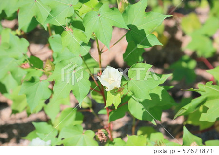 ワタの花 ワタの花 57623871