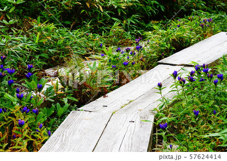 西吾妻山　西吾妻小屋付近のりんどう 57624414