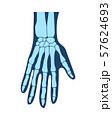 Bones of the hands, the hand, the structure of the hands, arms anatomy, human hand. Vector 57624693