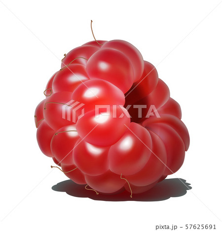 Raspberry. Sweet fruit. 3d realistic vector icon 57625691