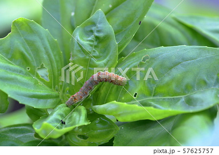 芋虫とバジル 芋虫とバジル 57625757