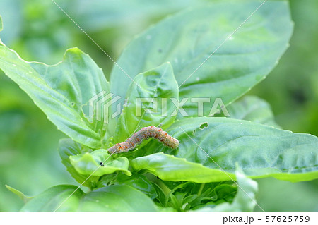 Caterpillar and basil Stock Photo 57625759 PIXTA