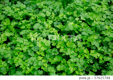 Green parsley growing at vegetable garden 57625788