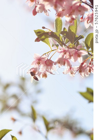 ハナカイドウとミツバチ 57625941