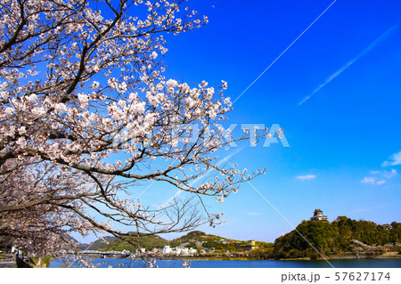 犬山城と桜 犬山市都市風景の写真素材