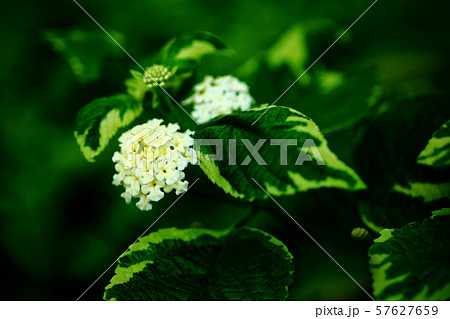 斑入りランタナ　薄黄色の花 57627659