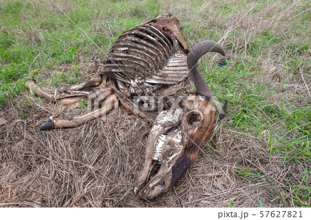 Wildlife Animal Carcass Skeleton Safari Reserve Wildlife Animal Carcass Skeleton Safari Reserve 57627821