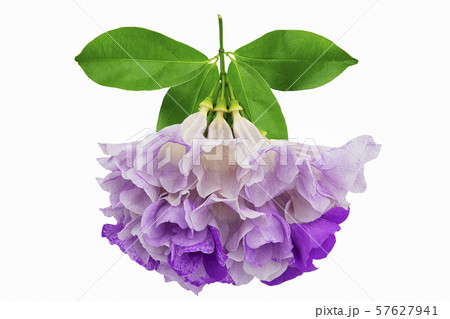 Pink purple flower mansoa alliacea or garlic vine 57627941