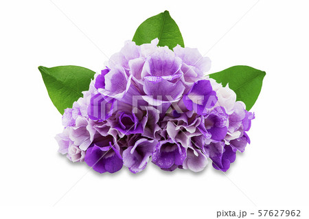 Pink purple flower mansoa alliacea or garlic vine 57627962