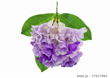 Pink purple flower mansoa alliacea or garlic vine 57627964