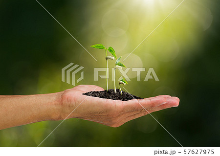 Hand holding  green sprout on blurred nature 57627975