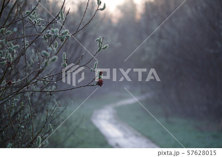 Photo of foggy forest, road, branches with dew Photo of foggy forest, road, branches with dew 57628015