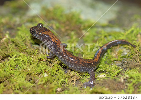 ツクバハコネサンショウウオ 57628137