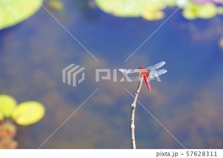 ９０ミリマクロでとらえた赤蜻蛉４ 57628311