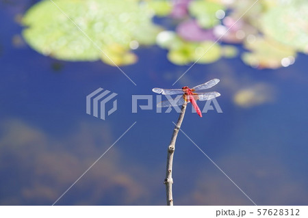 90ミリマクロでとらえた赤蜻蛉5 90ミリマクロでとらえた赤蜻蛉5 57628312
