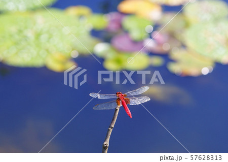 90ミリマクロでとらえた赤蜻蛉6 90ミリマクロでとらえた赤蜻蛉6 57628313