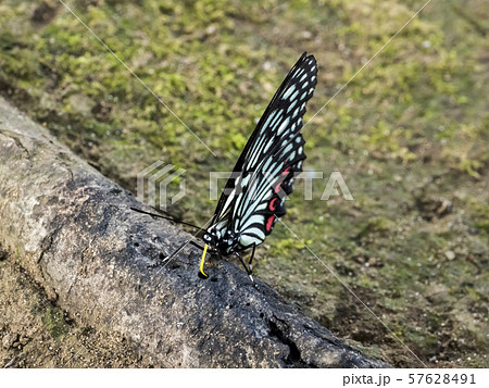 樹液を吸うアカボシゴマダラ(船橋市) 57628491