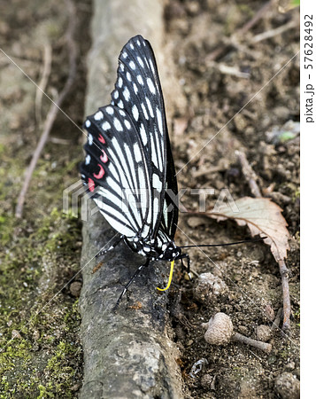 樹液を吸うアカボシゴマダラ(船橋市) 57628492