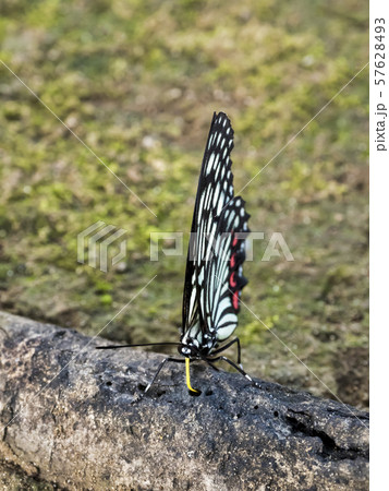 樹液を吸うアカボシゴマダラ(船橋市) 樹液を吸うアカボシゴマダラ(船橋市) 57628493