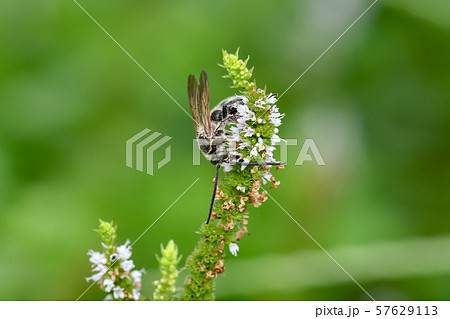 ヒメハラナガツチバチ 57629113