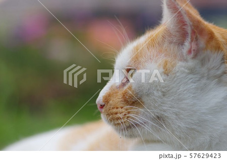 横を向く 57629423